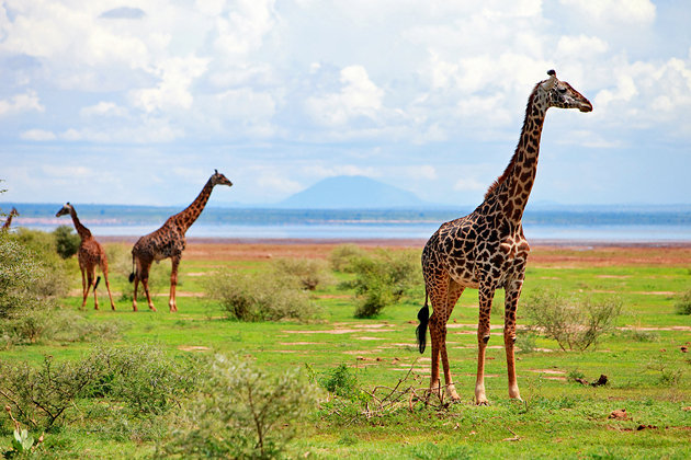 tanzania-lake-manyara-national-park