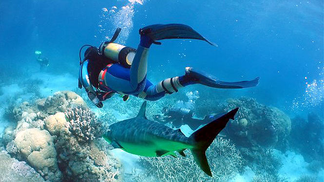 scuba-shark